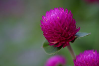 Close-up of pink flower