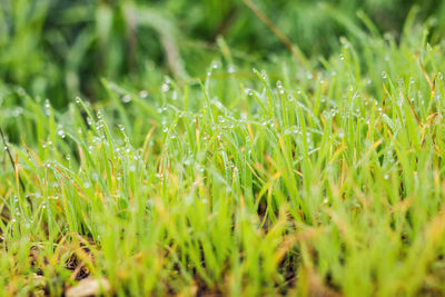 Full frame shot of wet grass