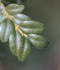 Close-up of plant