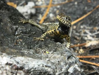 Close-up of butterfly on rock