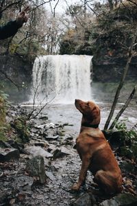 Dog sitting on tree