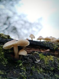 Close-up of mushrooms growing on rock