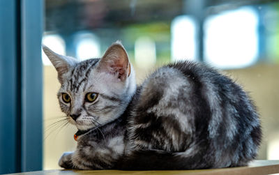 Close-up portrait of a cat