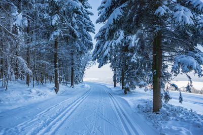 Trees on snow covered field