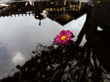 Close-up of pink lotus water lily in lake