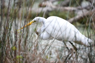 Close-up of a bird