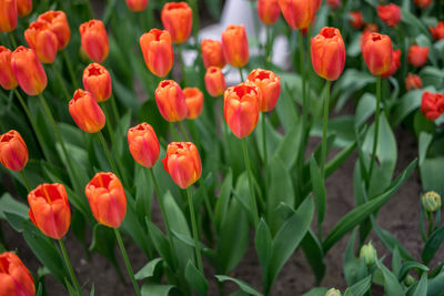 Close-up of red tulips in field