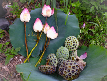 High angle view of succulent plant