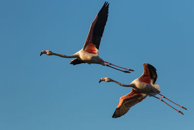 Low angle view of greater flamingo flying in sky