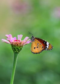 Close-up of butterfly pollinating on purple flower