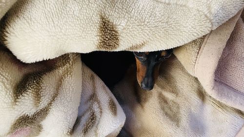 High angle view of black dog sleeping on bed