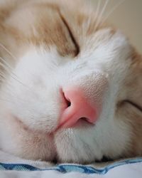 Close-up of cat sleeping