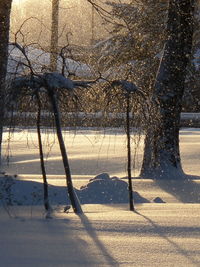 Bare trees in the dark