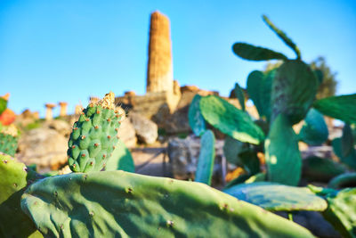 Close-up of prickly pear cactus