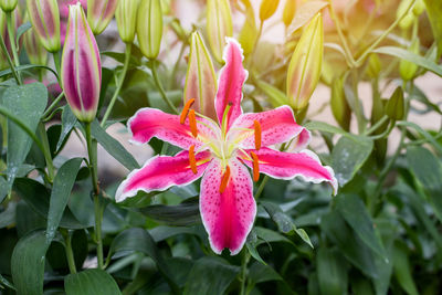 Close-up of pink flowering plant