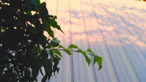 Plants growing on a tree