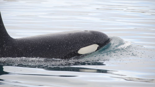 Whale swimming in sea at iceland