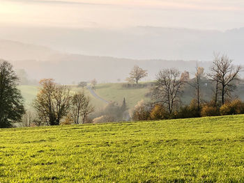 Scenic view of trees on field against sky