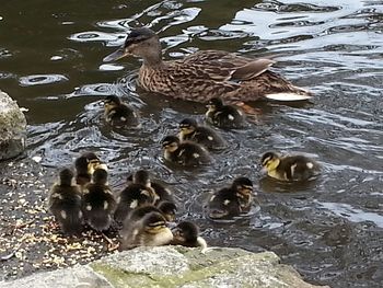 Bird in water