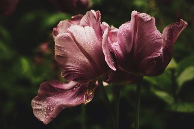 Close-up of flower against blurred background