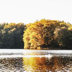 Reflection of trees in water