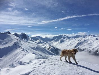 Dog on snowcapped mountain against sky