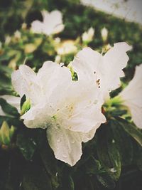 Close-up of flowers