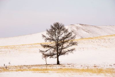 Bare tree on landscape against clear sky