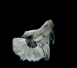 Close-up of jellyfish against black background
