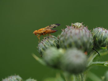 Close-up of insect on flower