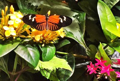 Close-up of butterfly pollinating on flower