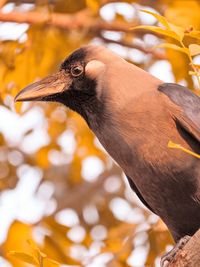 Close-up of a bird