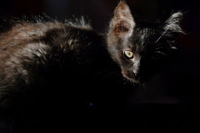 Close-up portrait of cat sitting against black background