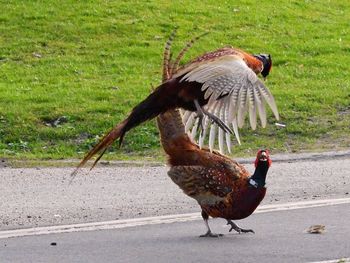 Peacock on field