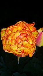 Close-up of orange flowers blooming against black background