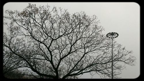 Low angle view of bare trees against sky