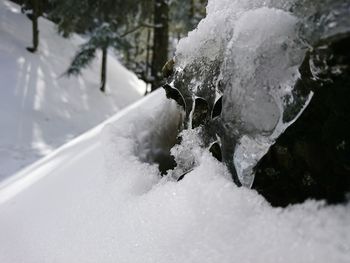 Close-up of snow covered trees