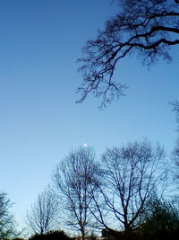 Low angle view of bare tree against blue sky