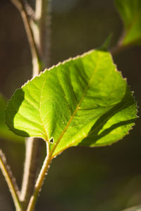 Close-up of green leaves