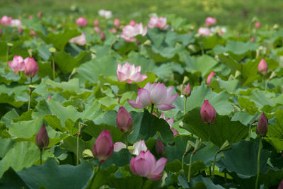 Close-up of pink flowering plants