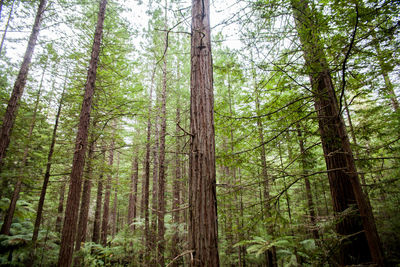 Pine trees in forest