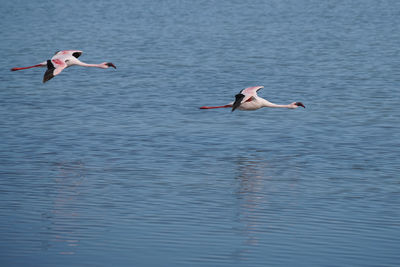 Birds flying over the sea