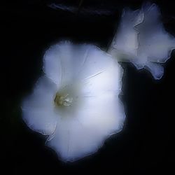 Close-up of fire in the dark