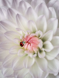 Close-up of ladybug on flower