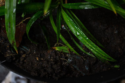 High angle view of wet leaf