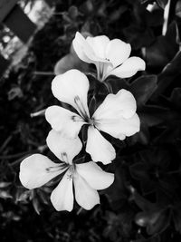 Close-up of blooming outdoors