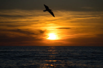 Silhouette bird flying over sea during sunset