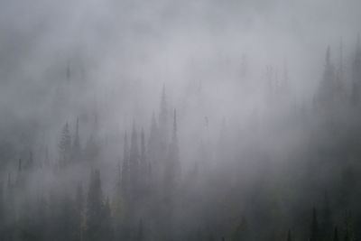 Low angle view of trees against sky