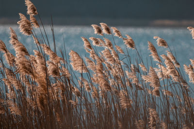 Details of fluffy beige pampas grass in nature with blue reflection effect in background
