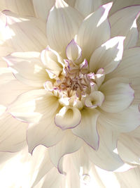 Close-up of white flower